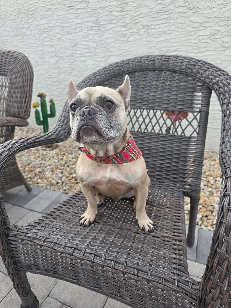 French bulldog wearing a plaid bandana while sitting on a wicker chair.