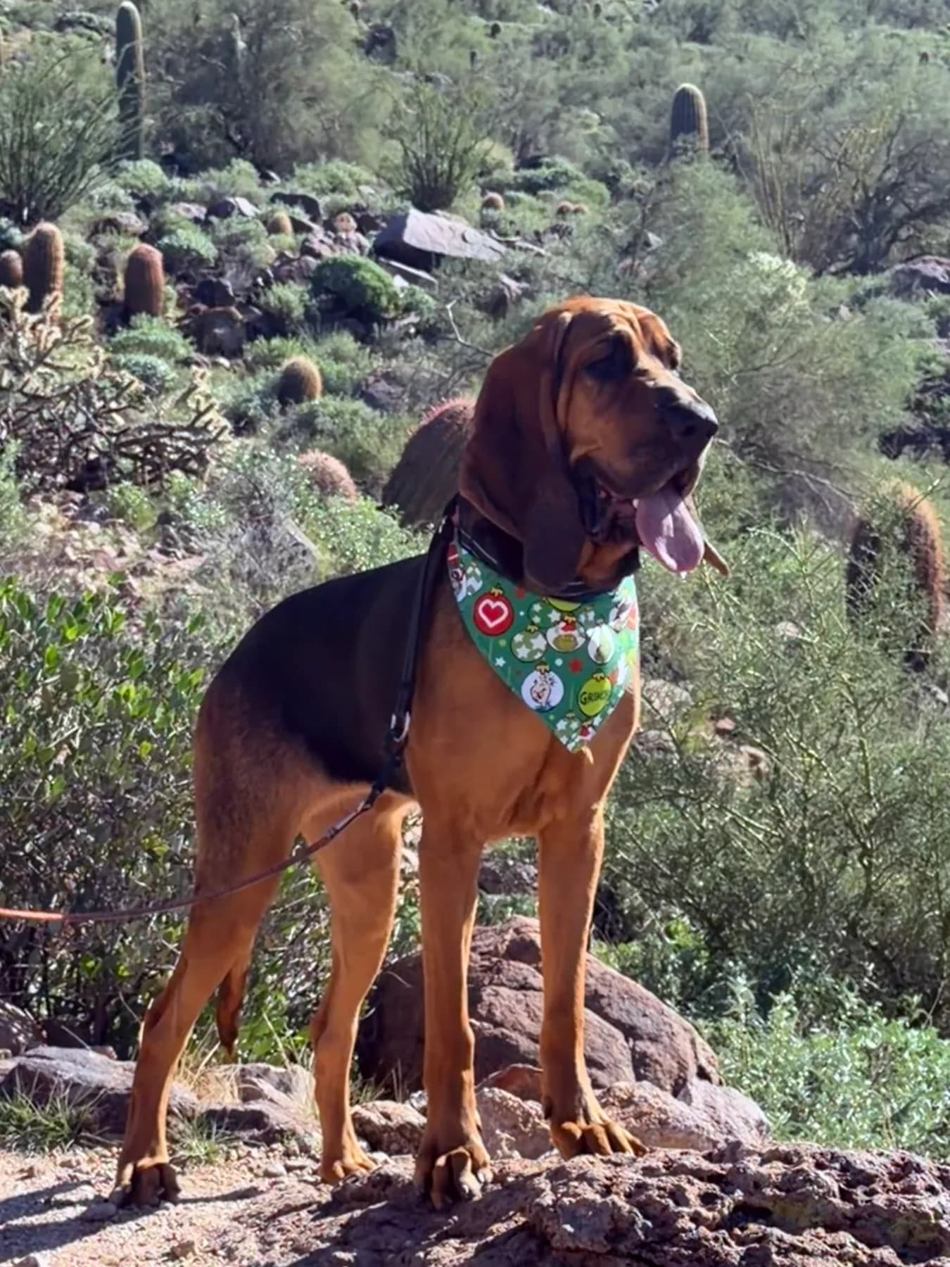 Bloodhound wearing a holiday bandana in the desert.