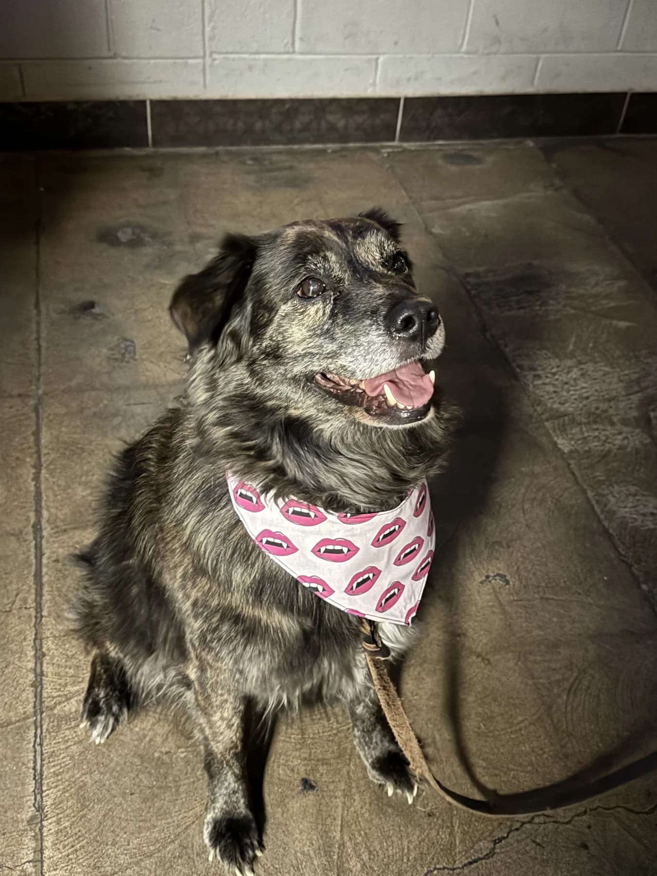 Mixed-breed dog wearing a white bandana with pink lips pattern.