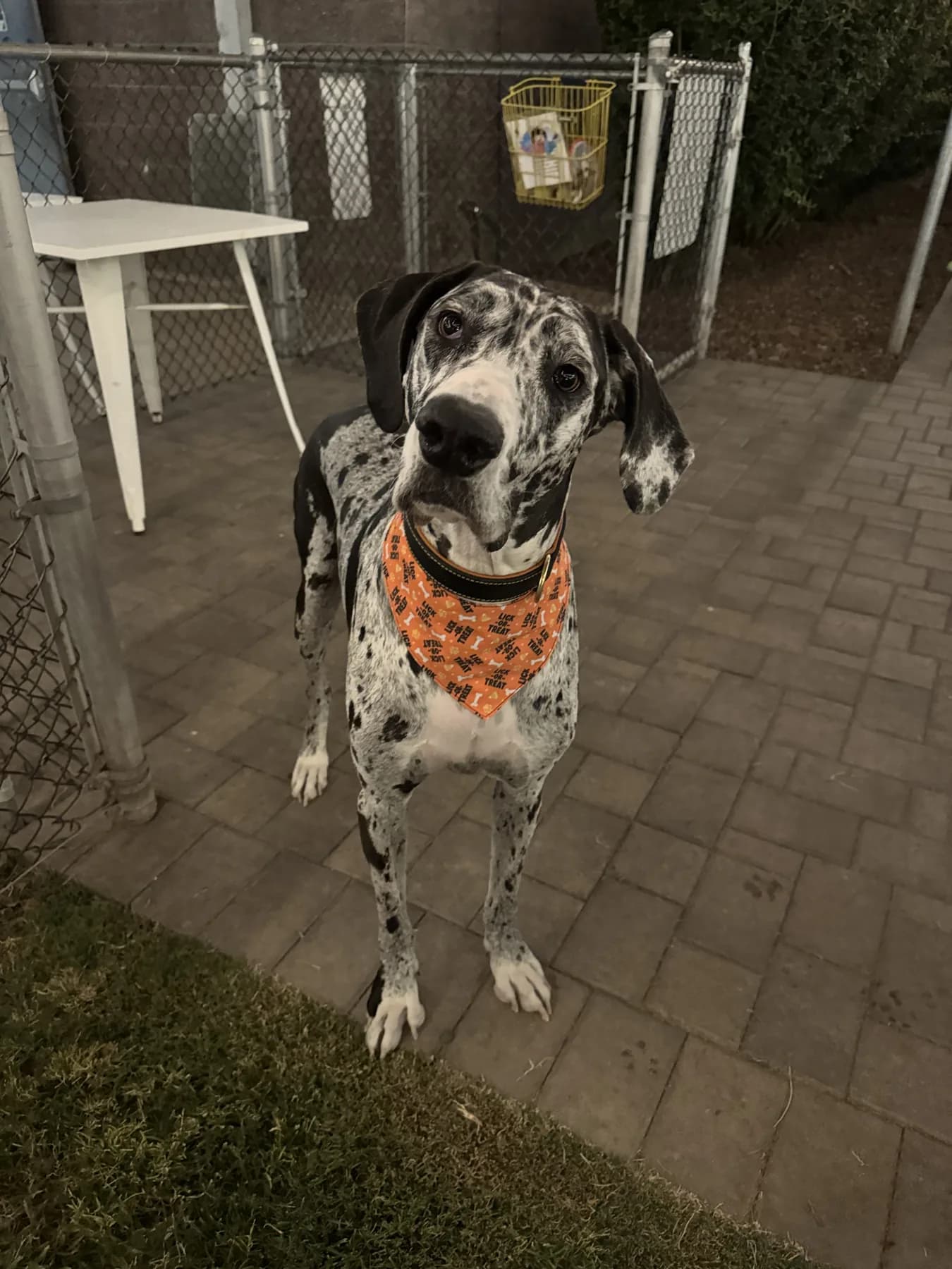 Great Dane wearing an orange Halloween bandana outdoors at night.