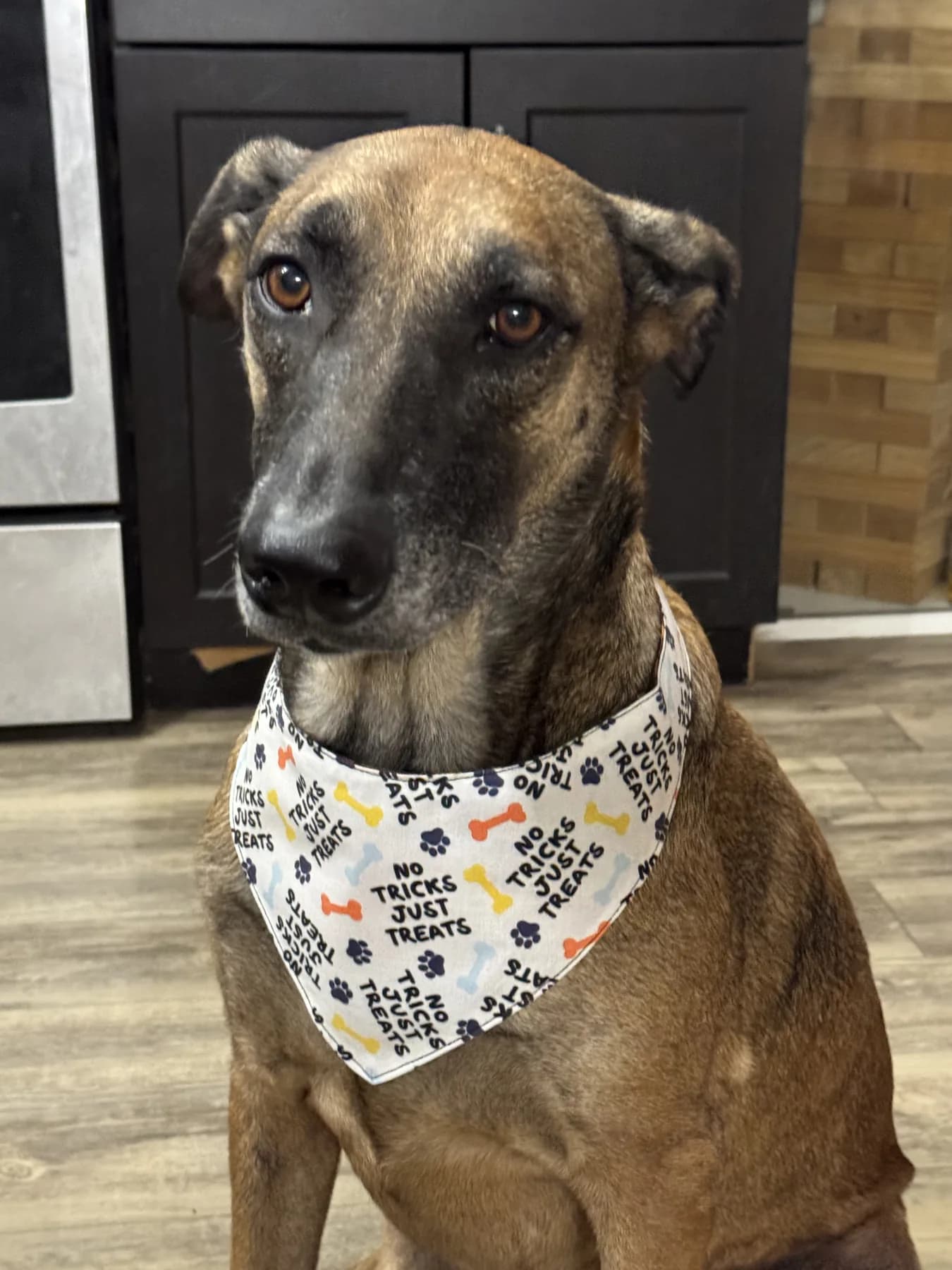 Brindle dog wearing a No Tricks Just Treats bandana.