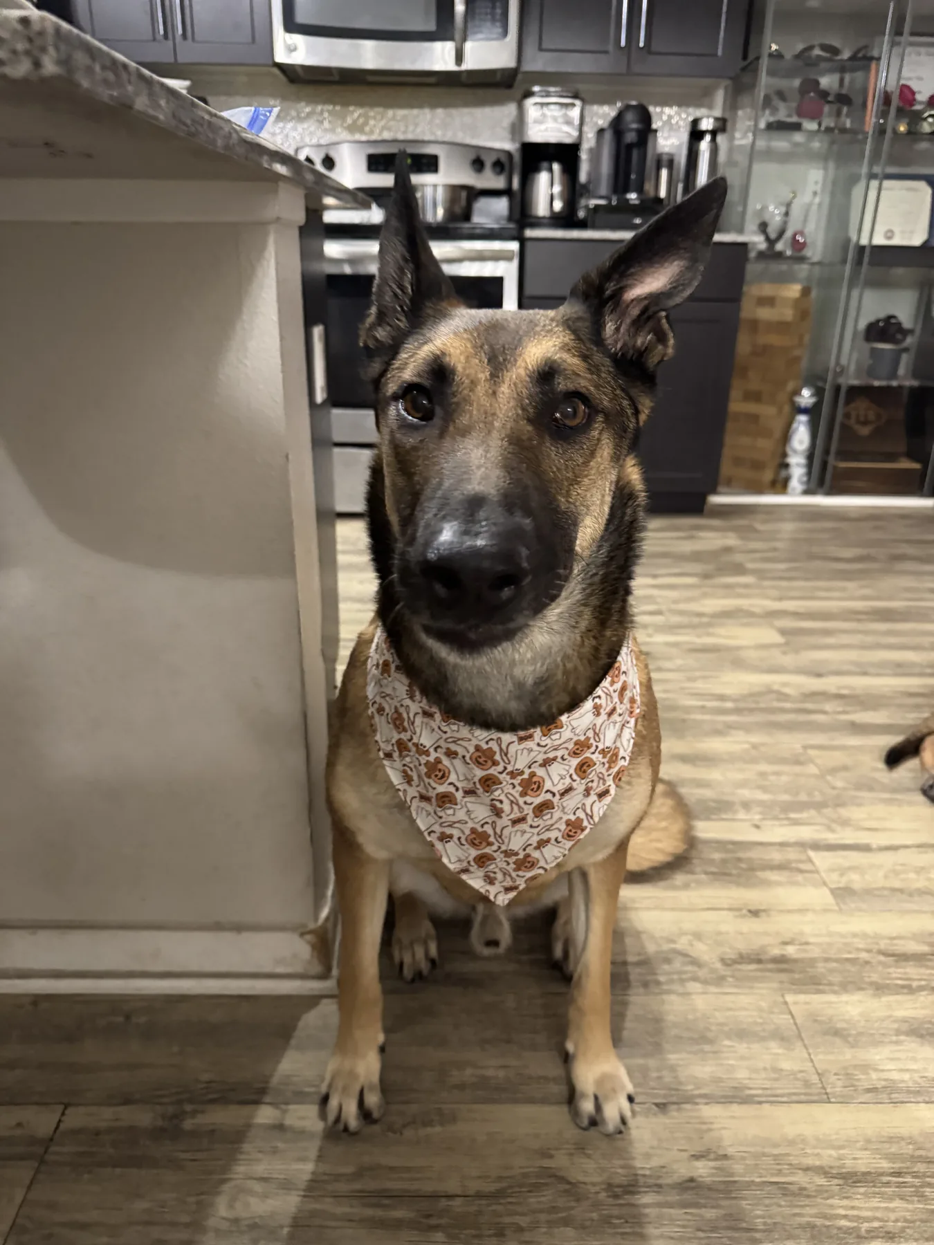 Belgian Malinois wearing a ghost-and-pumpkin bandana indoors.