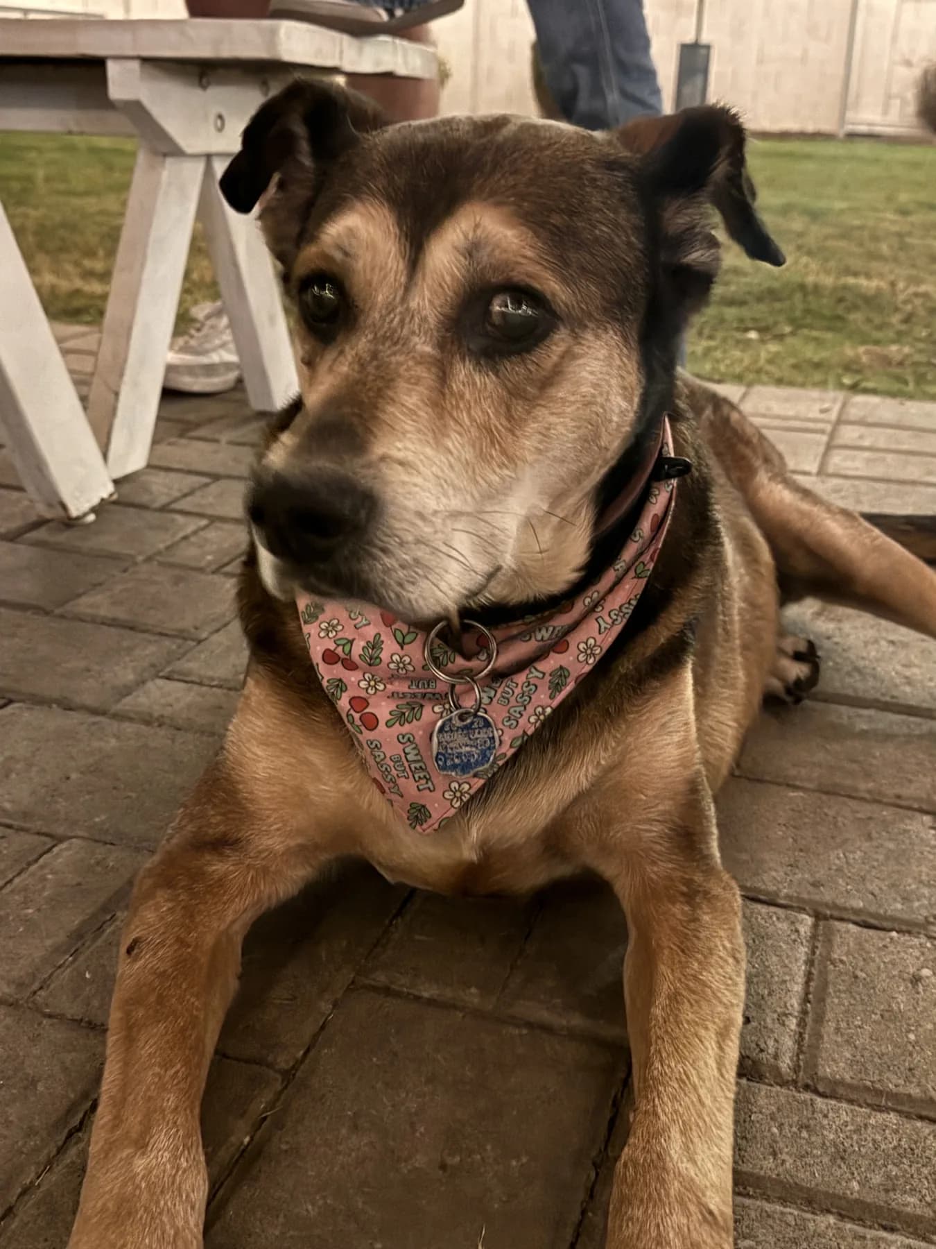 Brown dog relaxing outside in a pink Sweet and Sassy bandana.