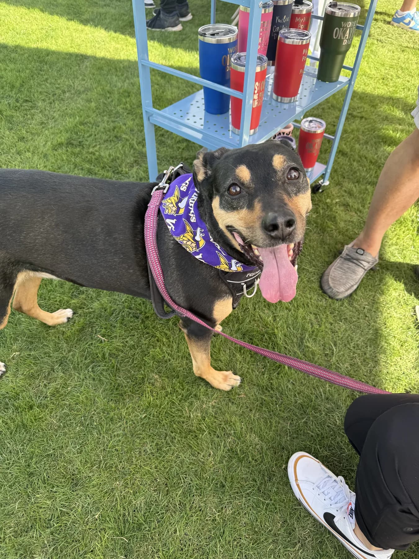 Black-and-tan dog wearing a pink gingham Barbie bandana.