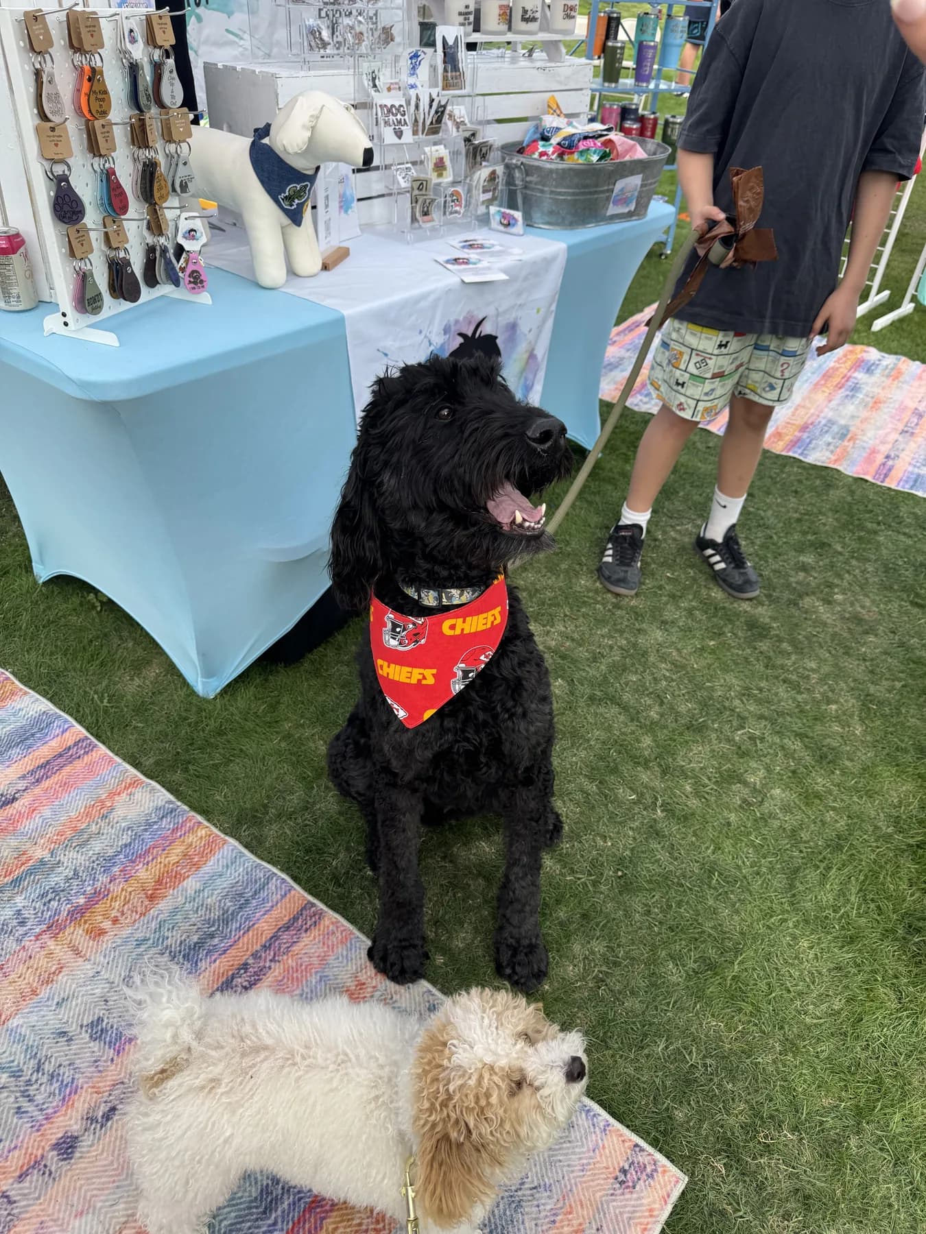 Black doodle wearing a red Chiefs bandana at an outdoor market.