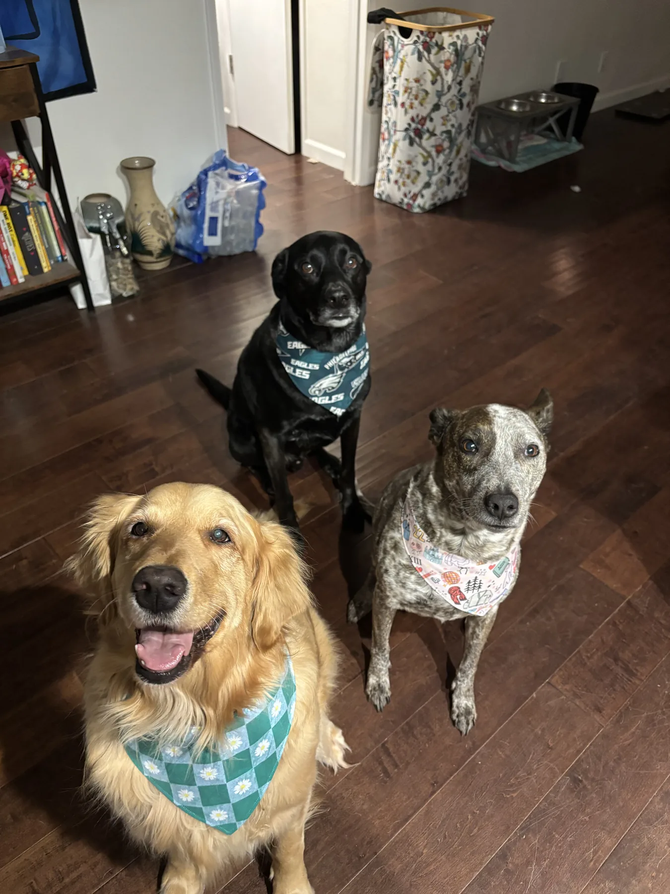 Three dogs indoors wearing different patterned bandanas.