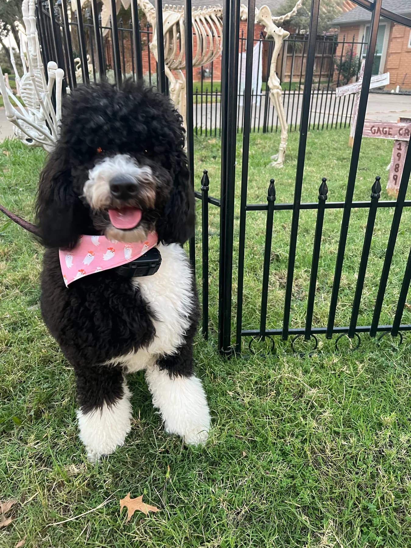 Black-and-white doodle wearing a pink ghost-print bandana.