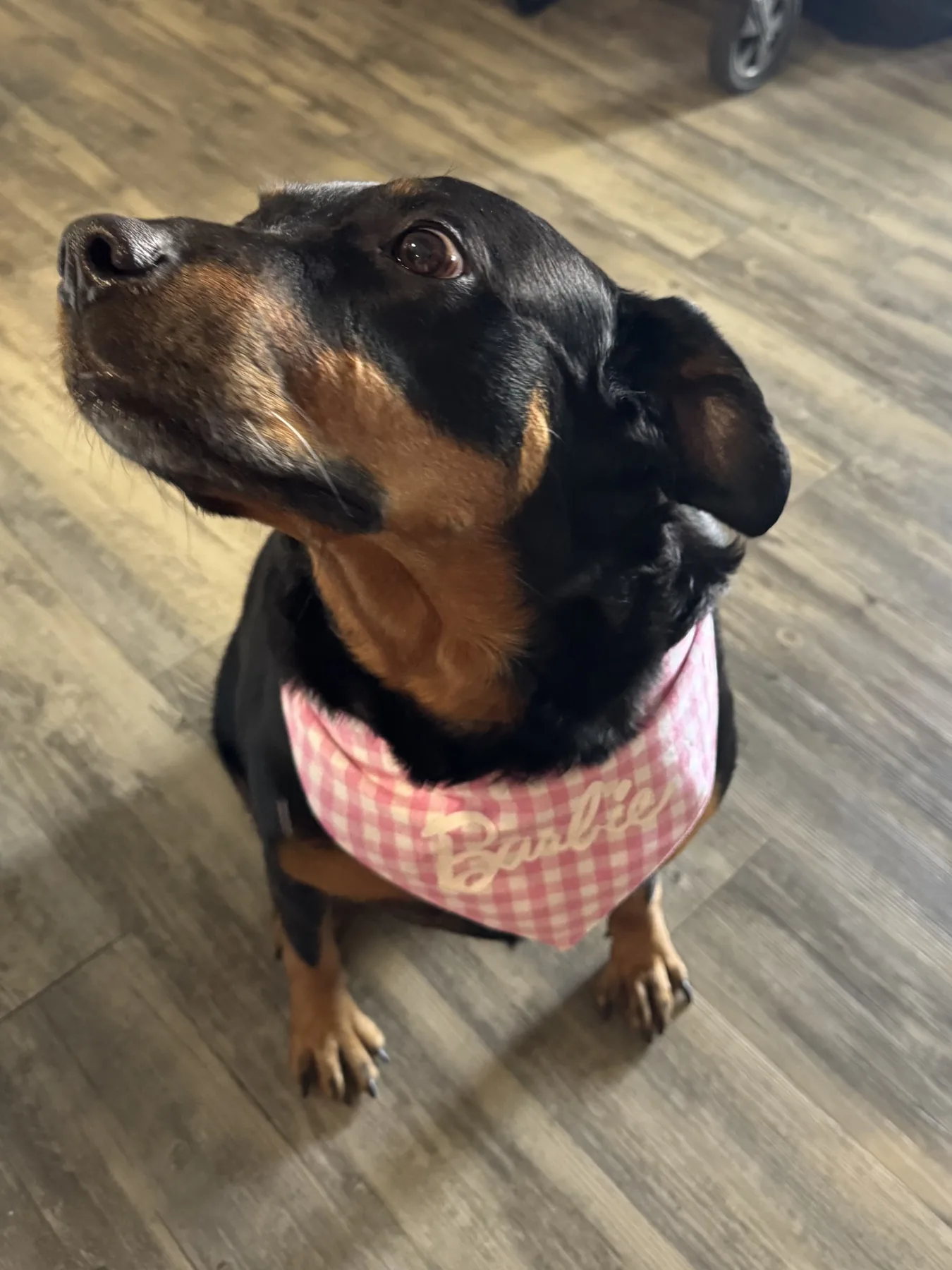 Black-and-tan dog wearing a purple Vikings bandana near a market display.