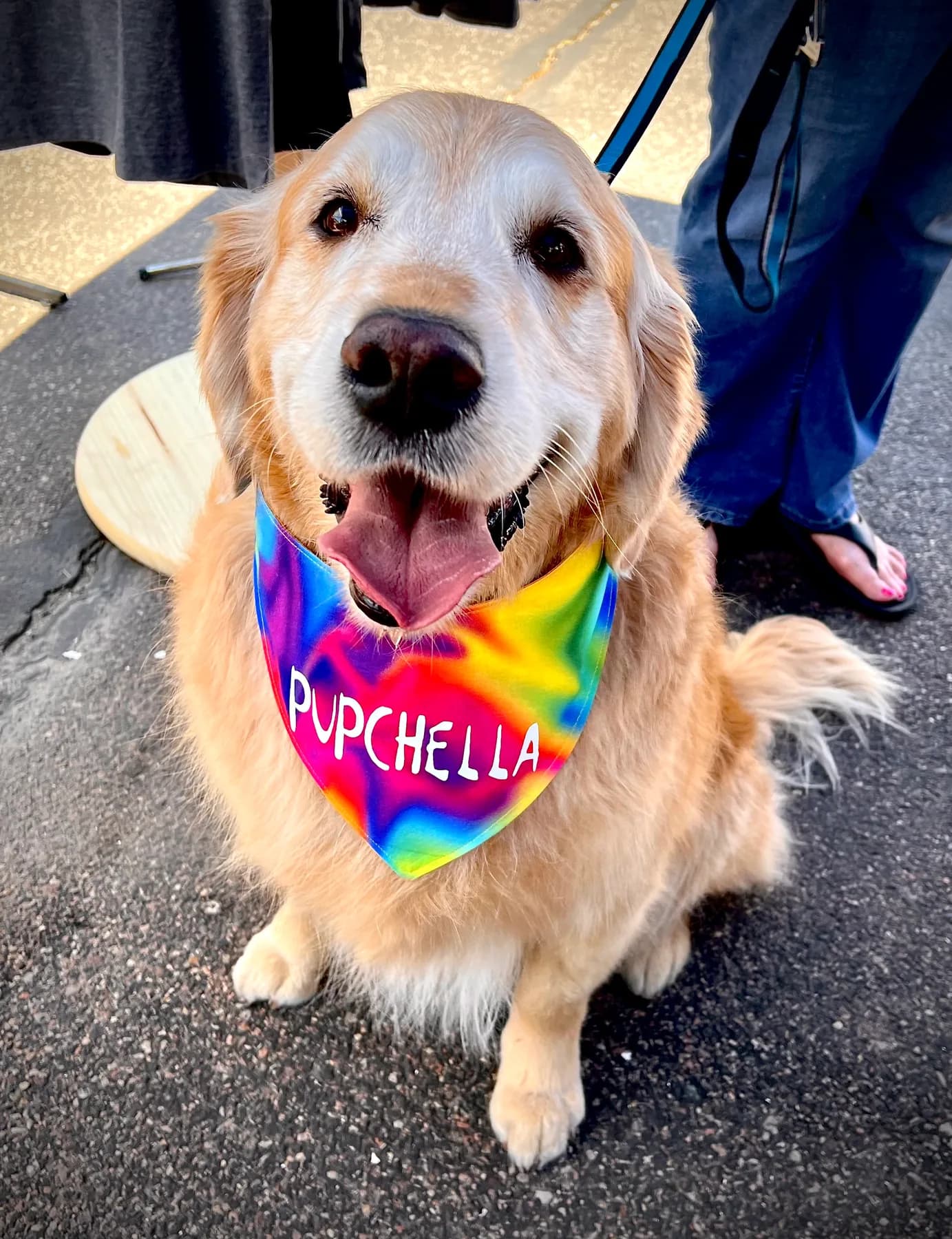 Golden retriever wearing a rainbow tie-dye bandana.
