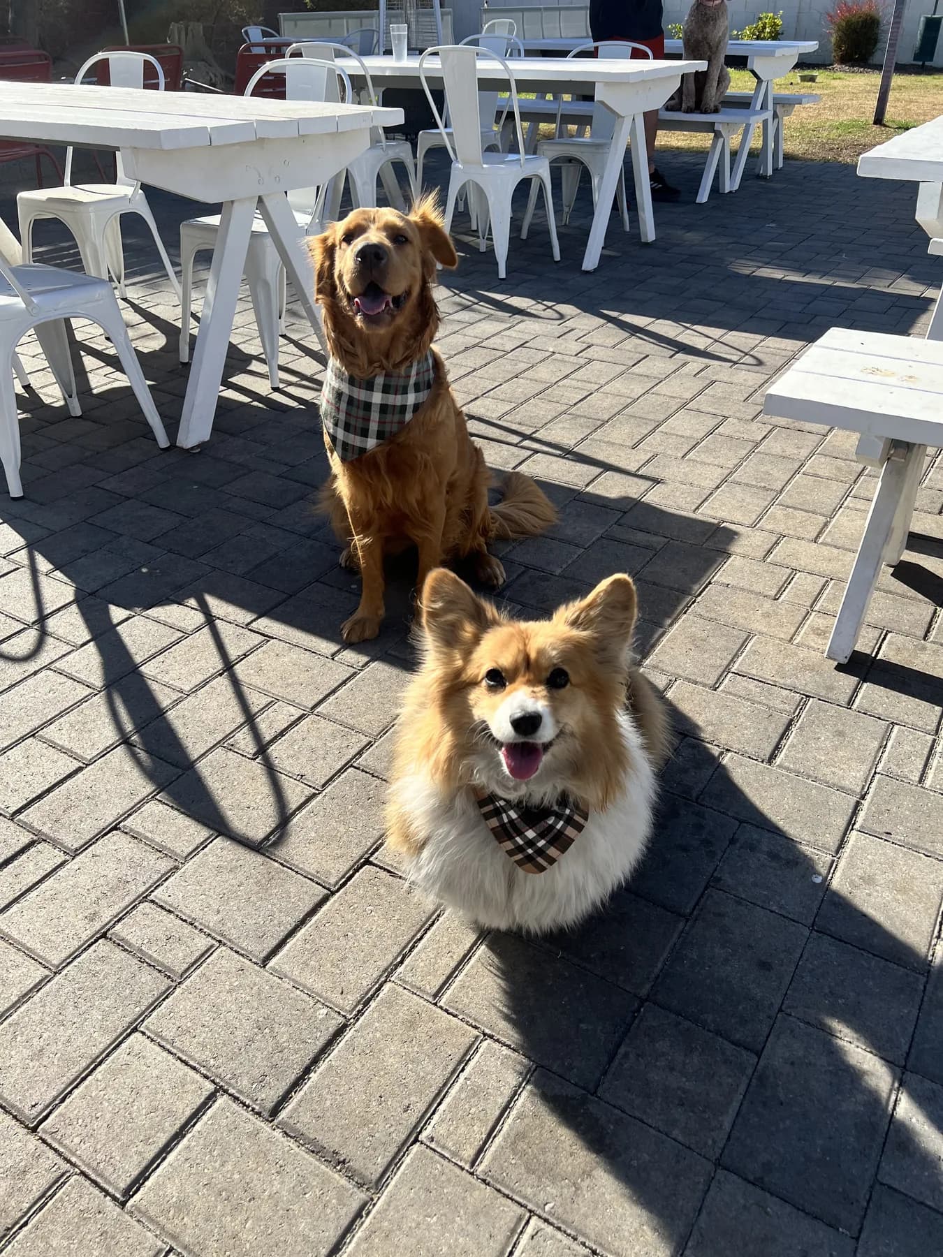 Golden retriever and corgi wearing plaid bandanas on a patio.