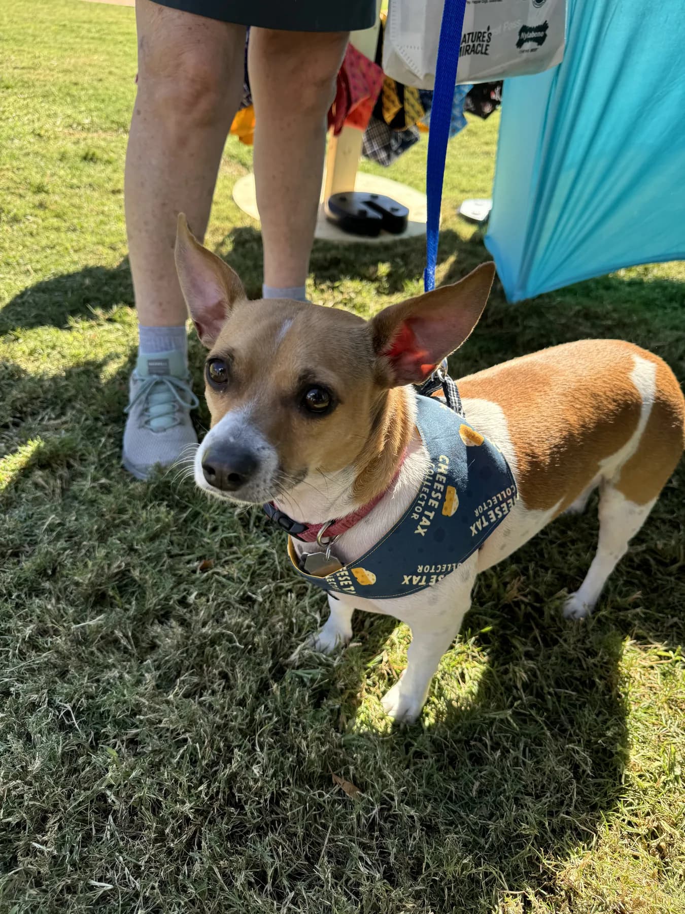 Chihuahua wearing a Cheesetax Collector bandana.