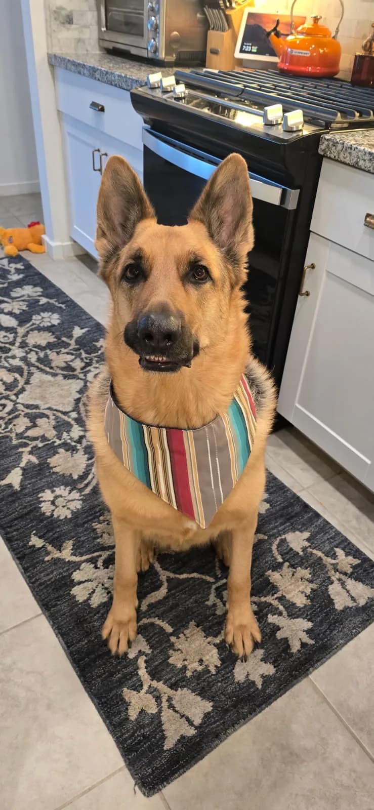German shepherd wearing a striped bandana in a kitchen.