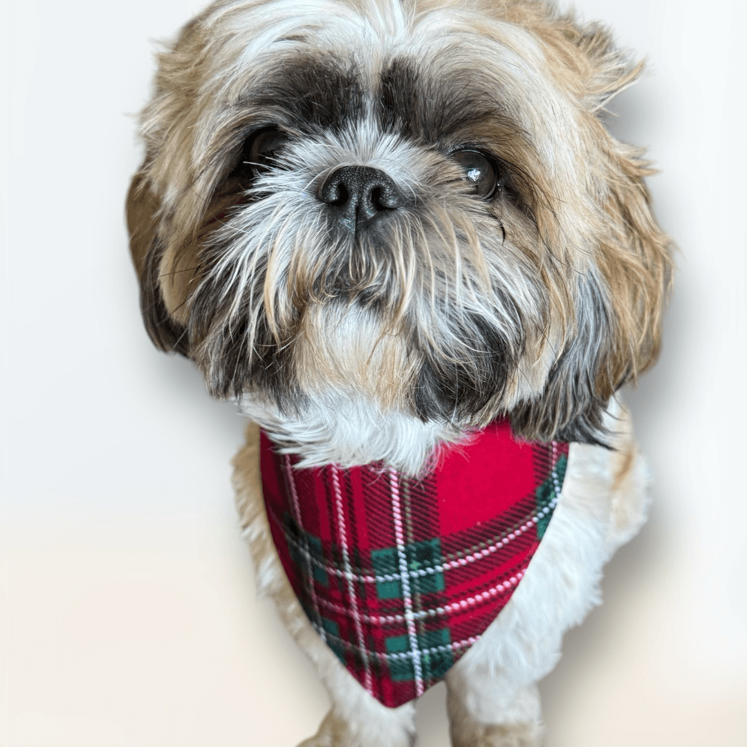 Holiday Treat Dog Bandana gallery image