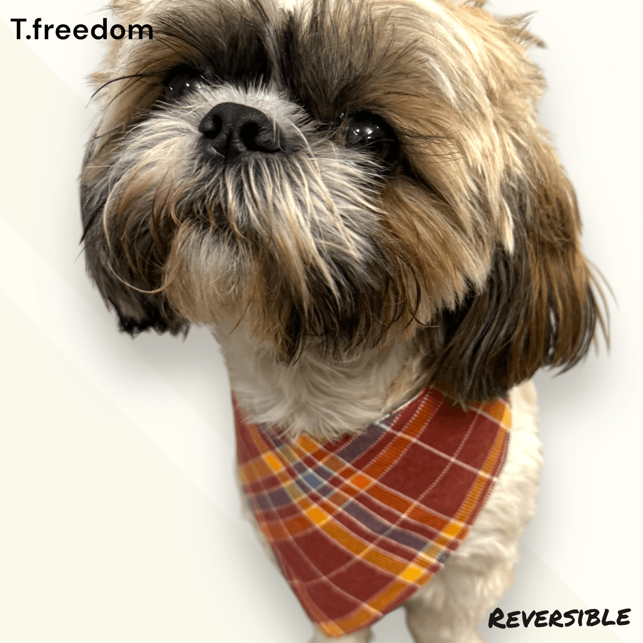 Pupkin Spice Latte Dog Bandana gallery image
