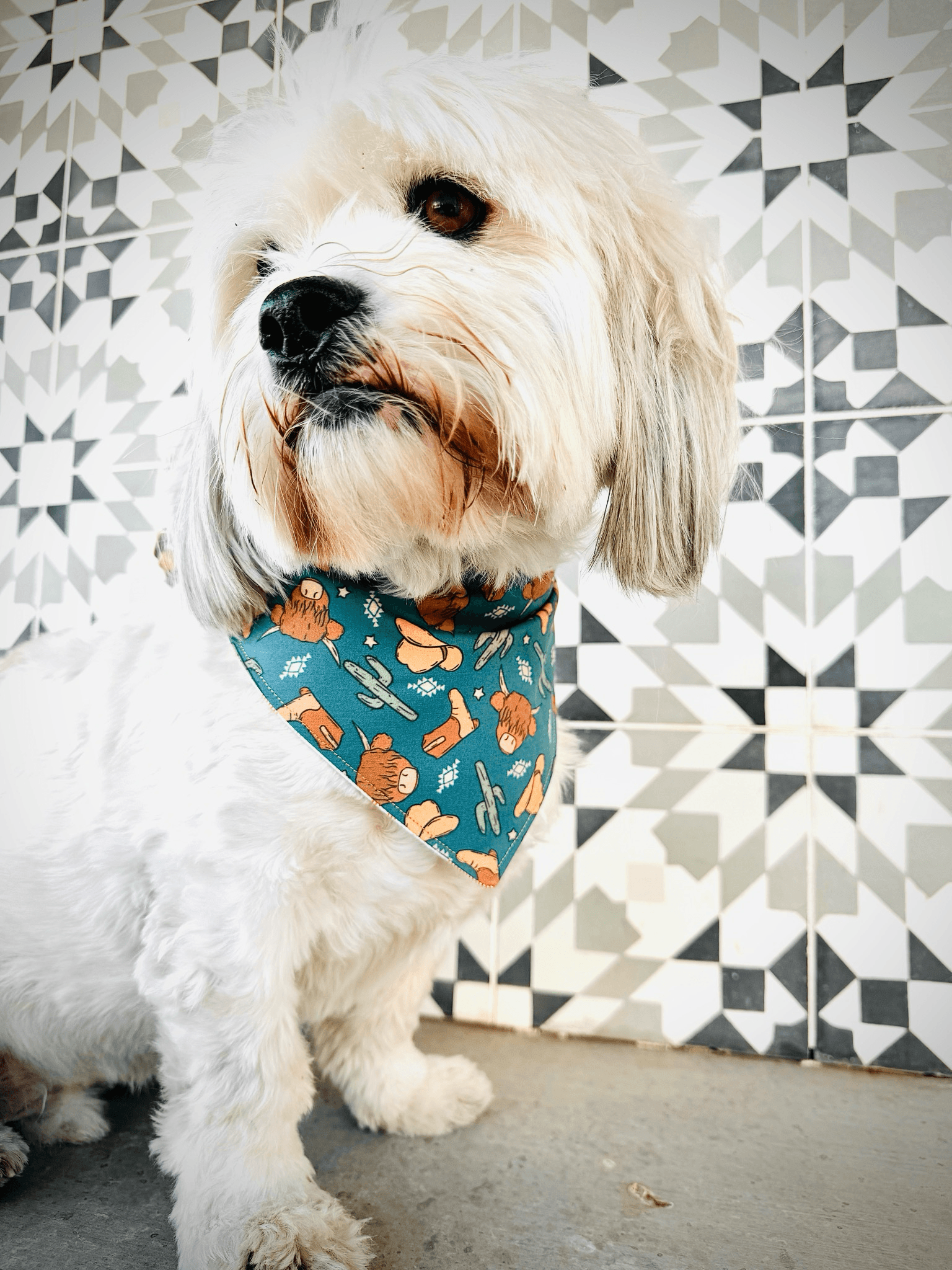 Desert Trail Adventure Dog Bandana gallery image