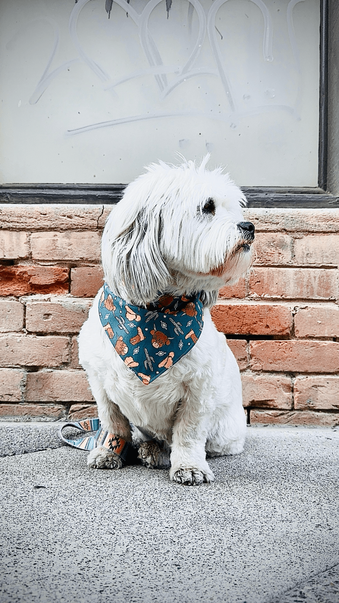 Desert Trail Adventure Dog Bandana gallery image