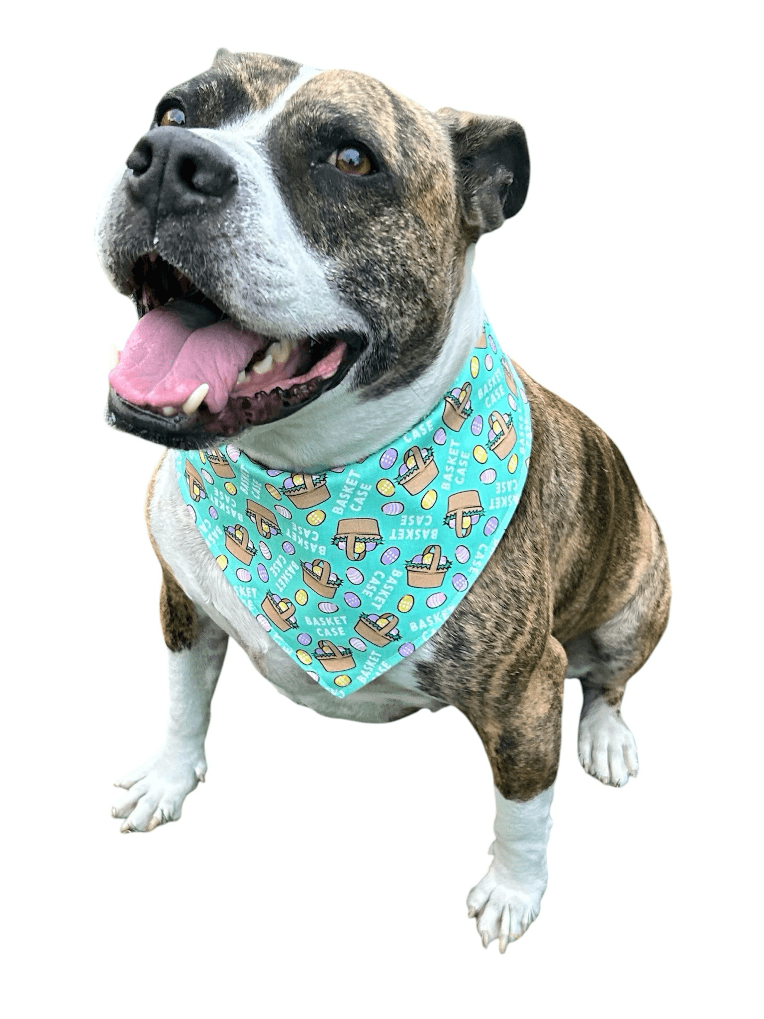 Basket Case Reversible Dog Bandana