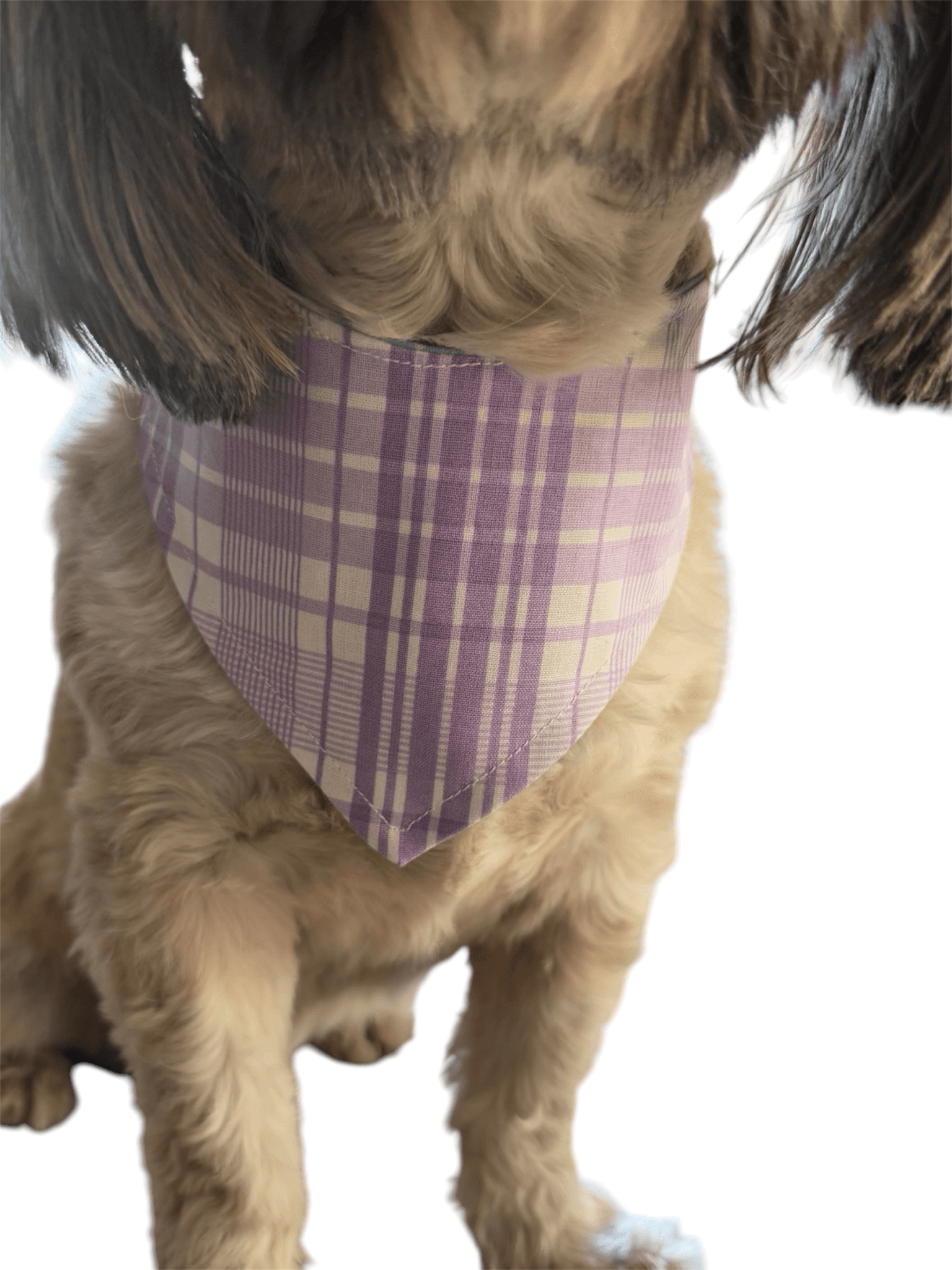 Basket Case Reversible Dog Bandana gallery image