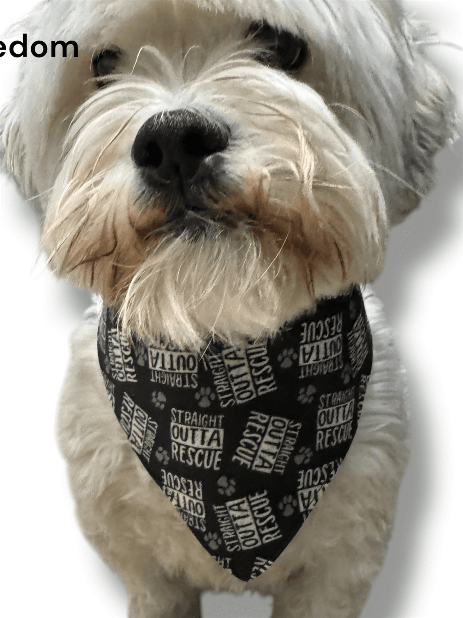 Straight Out Of Rescue Reversible Dog Bandana gallery image