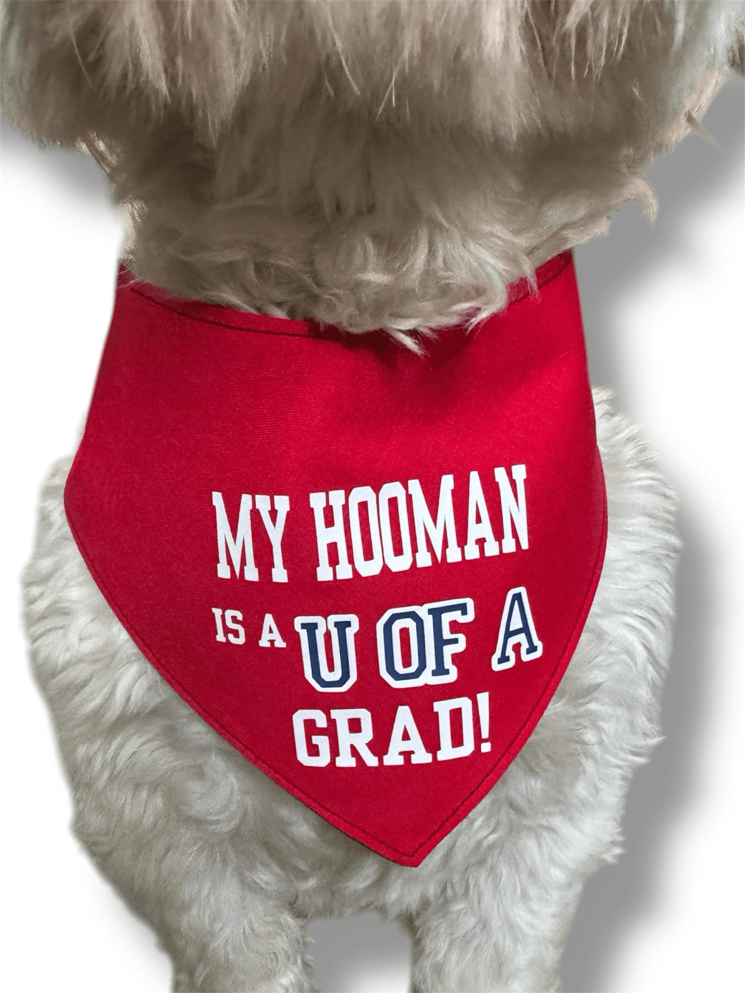 UofA Celebrations Reversible Dog Bandana gallery image