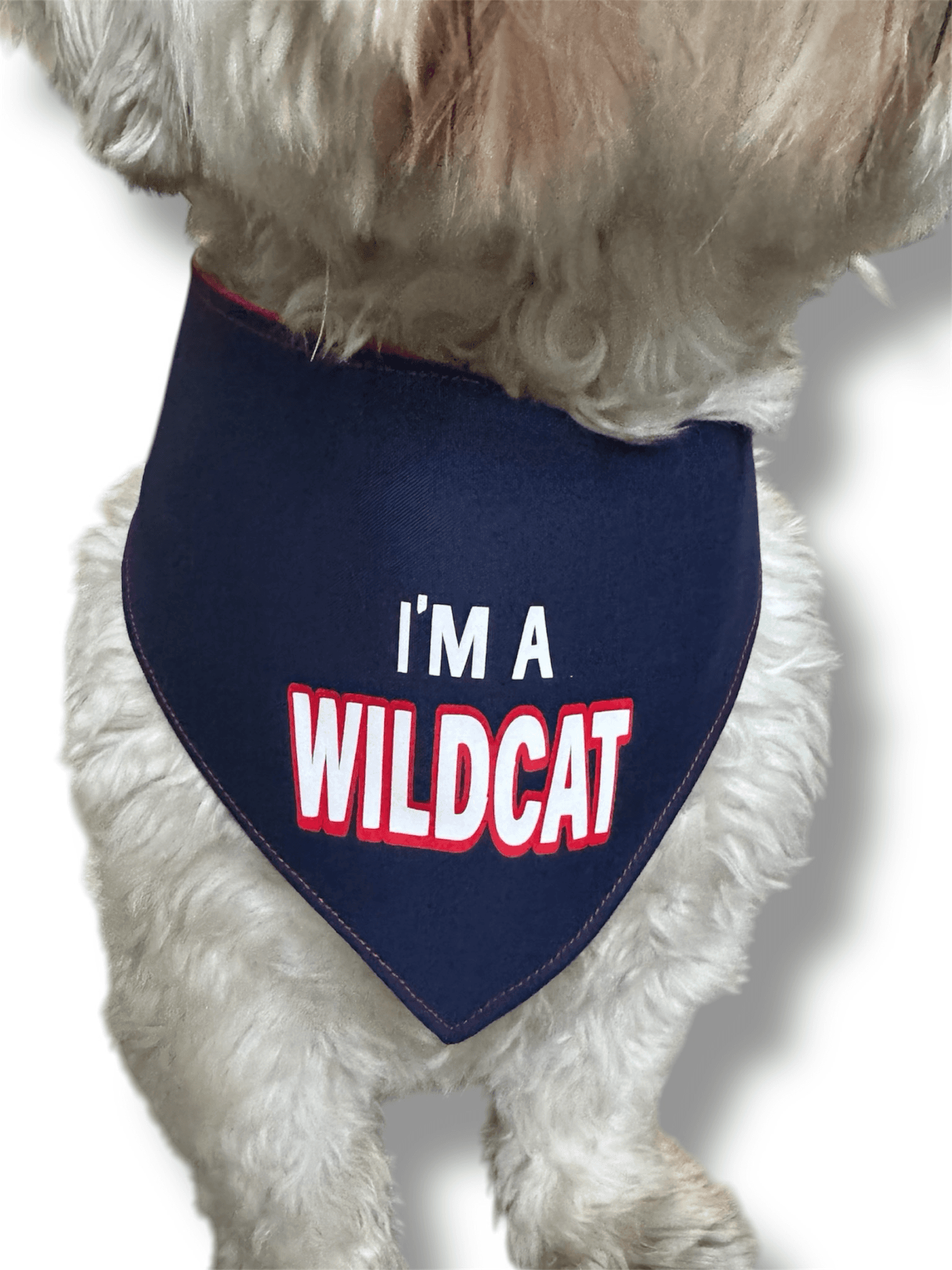 UofA Celebrations Reversible Dog Bandana gallery image