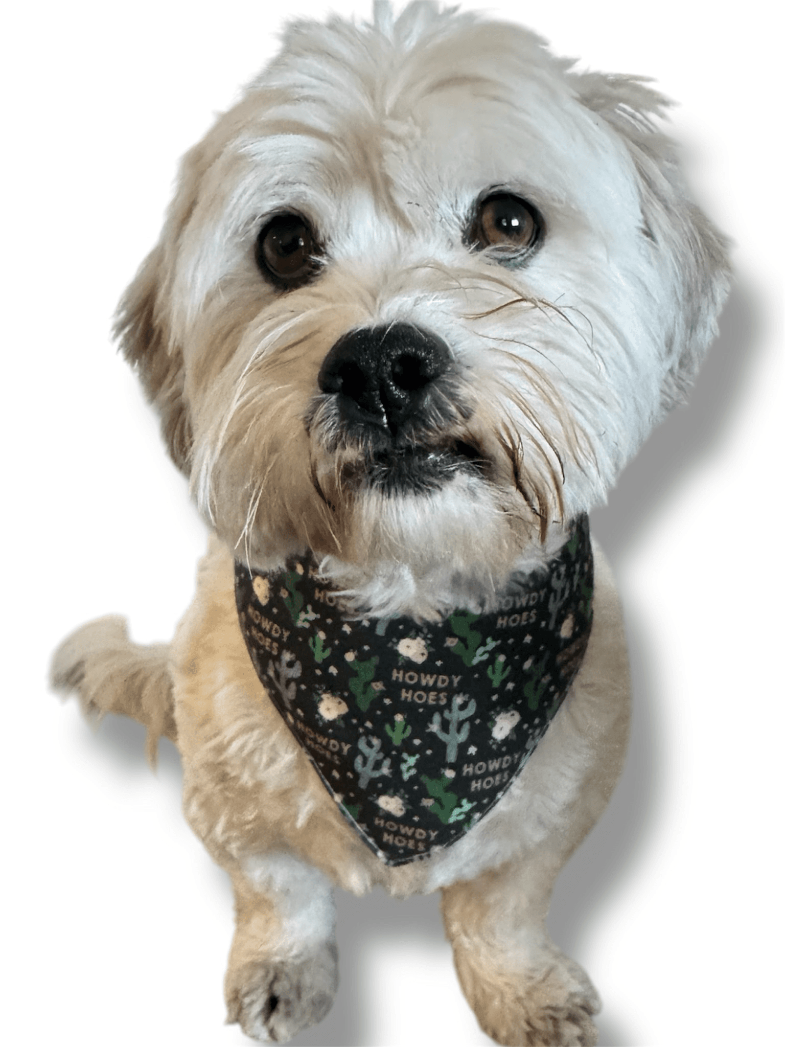 Howdy Hoes Reversible Dog Bandana gallery image