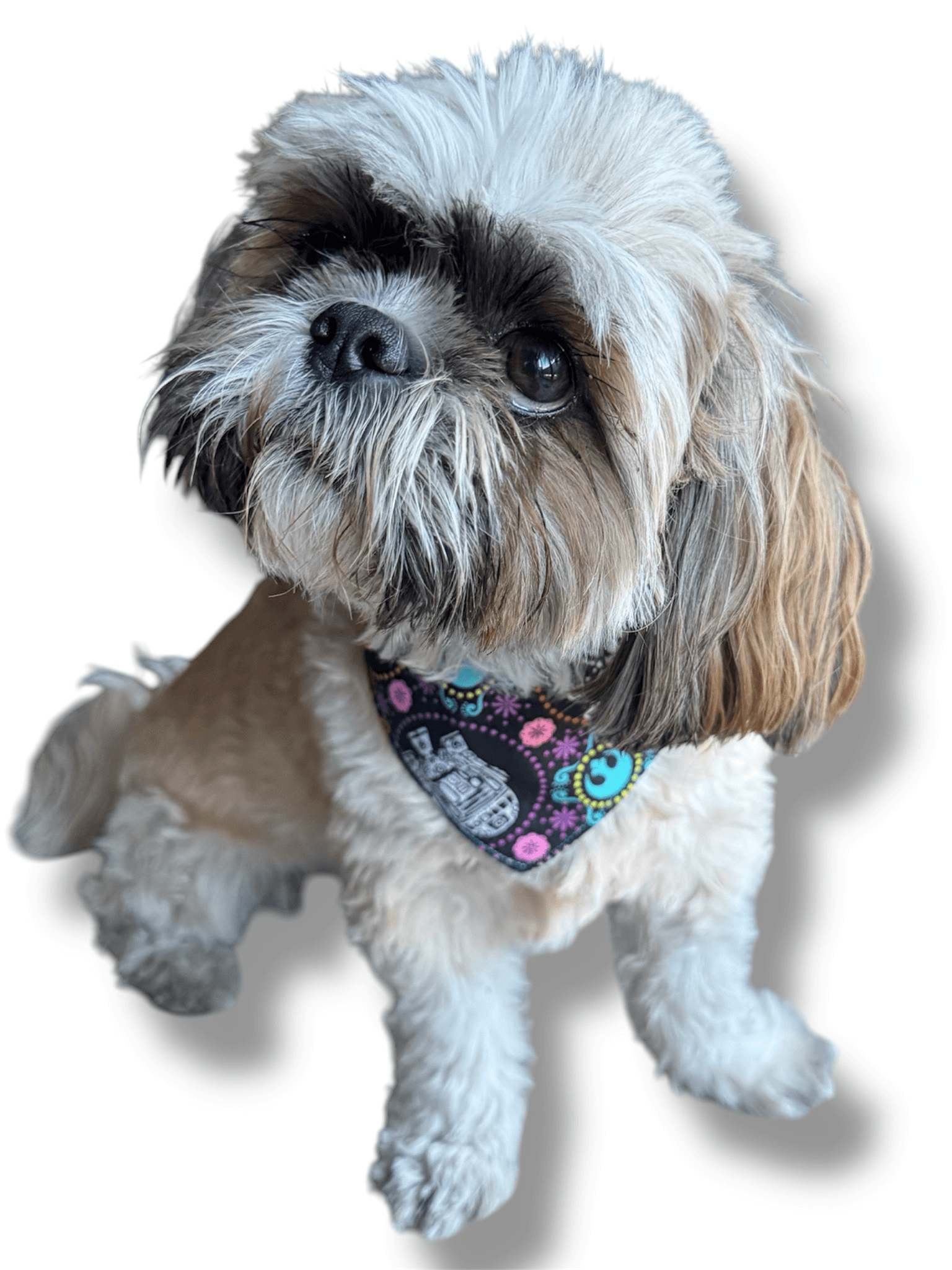 May The Forth Be Shih Tzu Reversible Dog Bandana gallery image