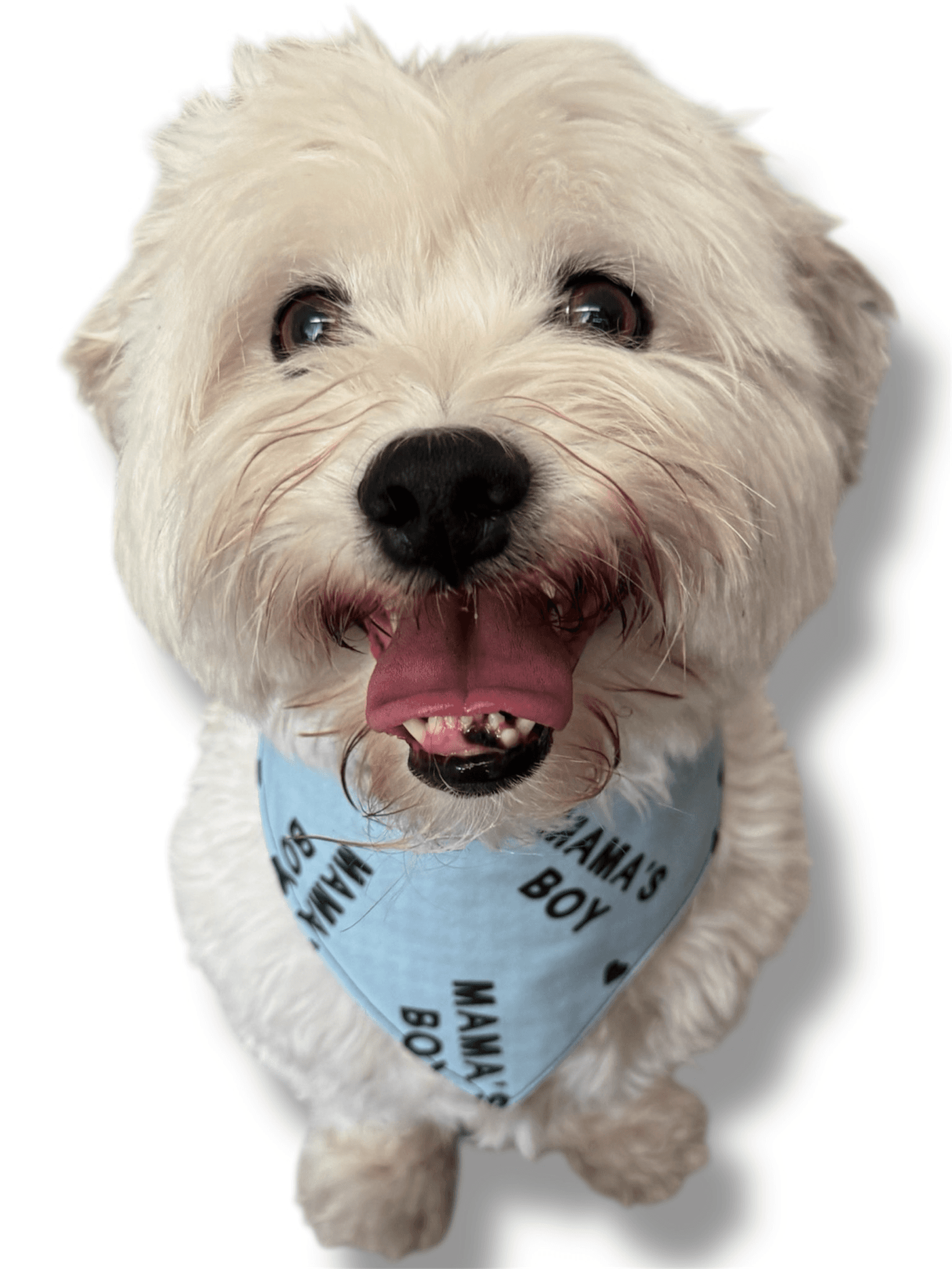 Mama’s Boy Blue Dog Bandana gallery image