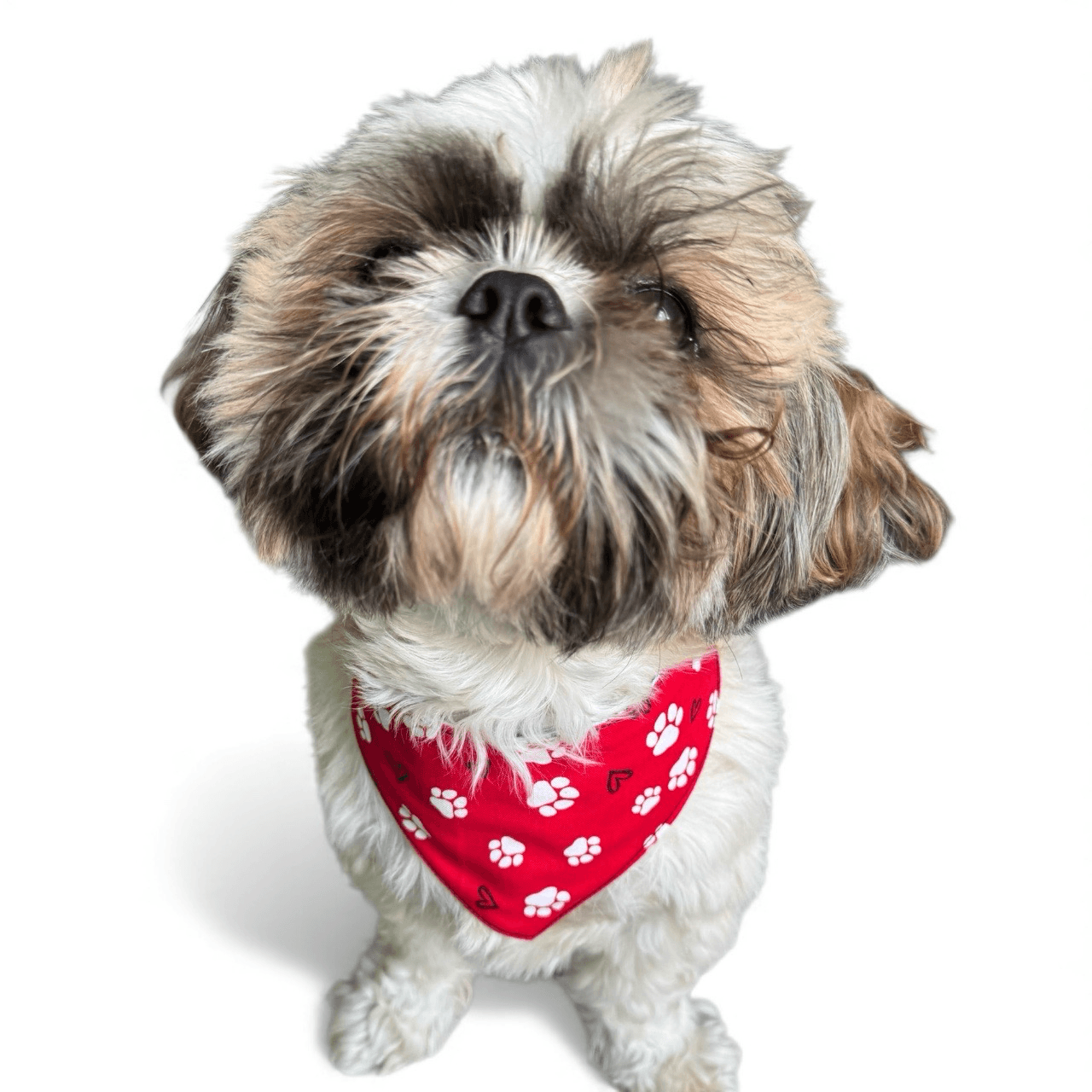 Stud Muffin Reversible Dog Bandana gallery image