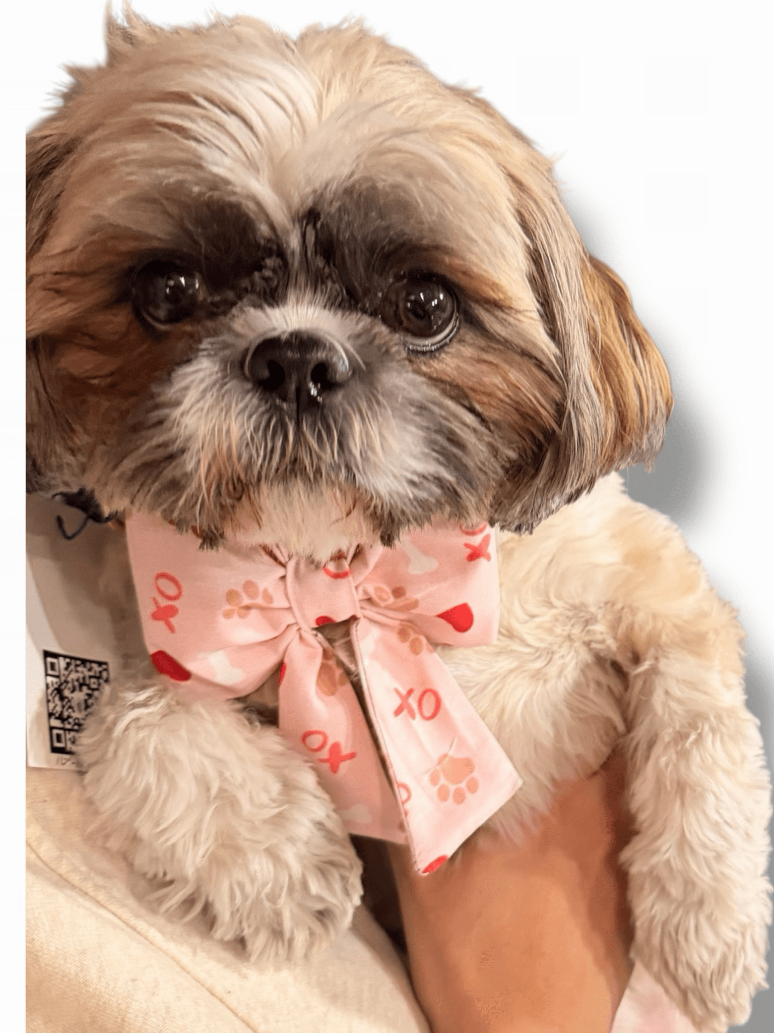 Valentines Dog Bow gallery image